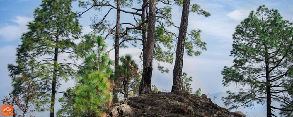 binsar trek