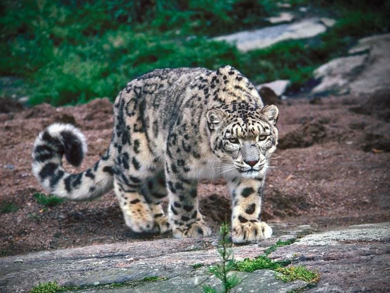 Snow Leopard Trek - Ladakh 